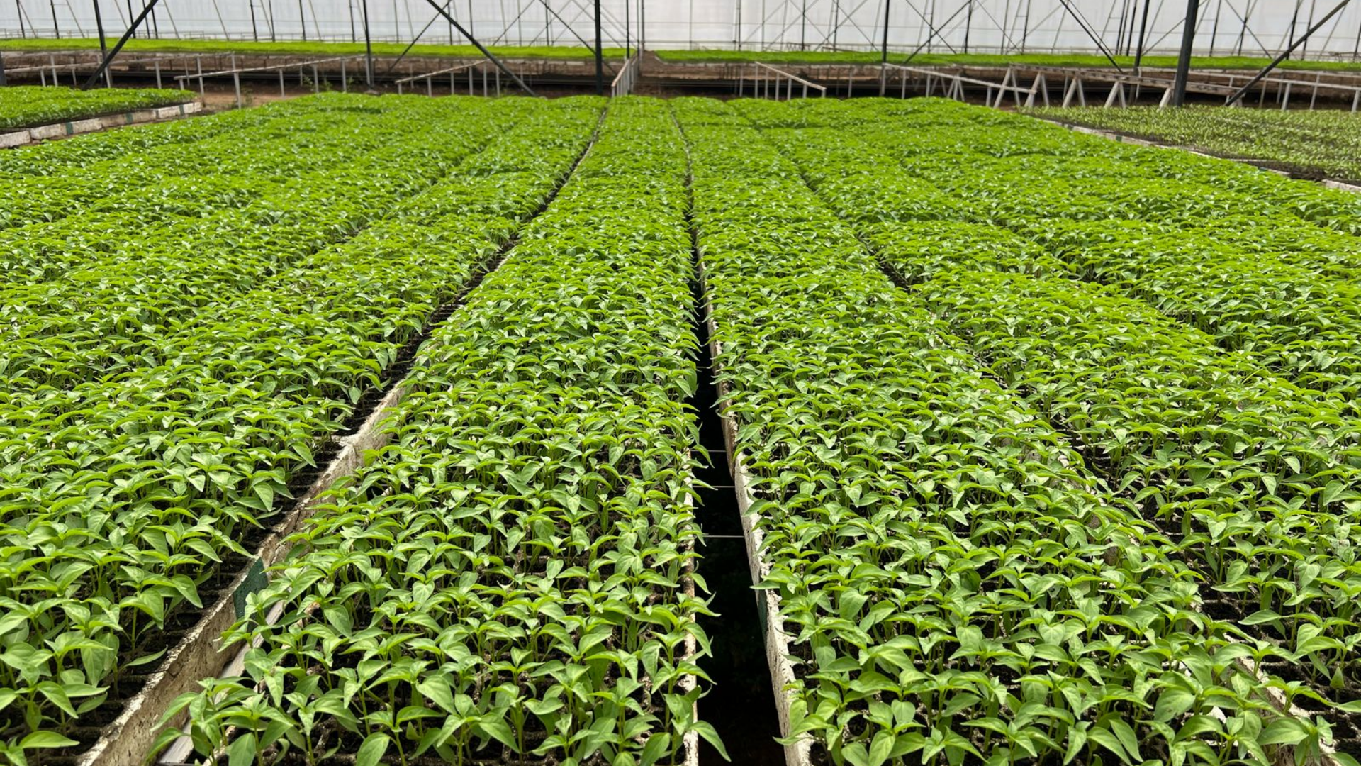 Rows of young green seedlings growing in long trays inside a large greenhouse.