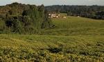 Tea growing fields with houses in the distance.
