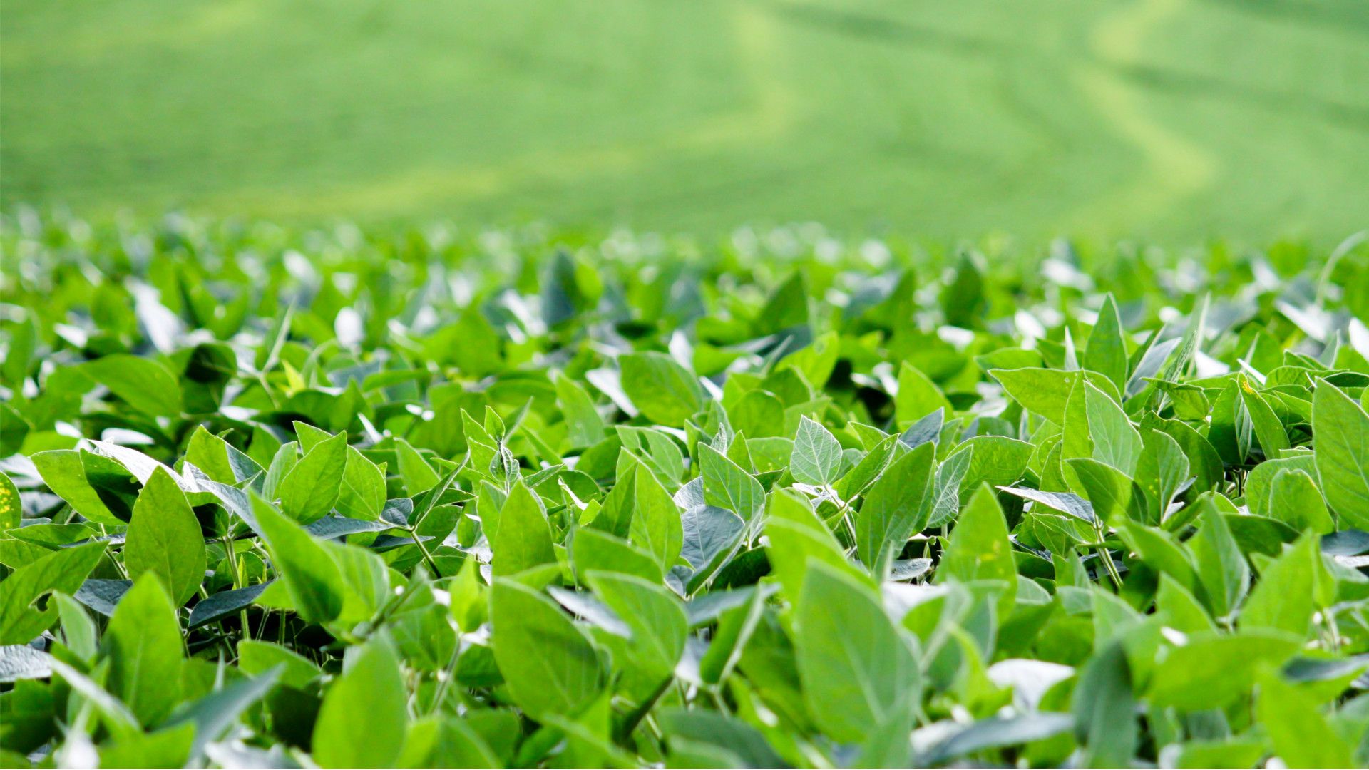 A photo of soybean fields in Brazil