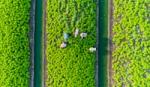 An aerial view of a vibrant green field with neatly organised rows of crops, separated by irrigation channels. Several workers wearing hats are harvesting the crops.