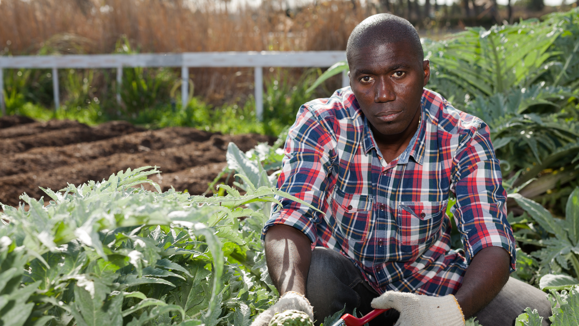 Man in checkered shirt working in a garden.