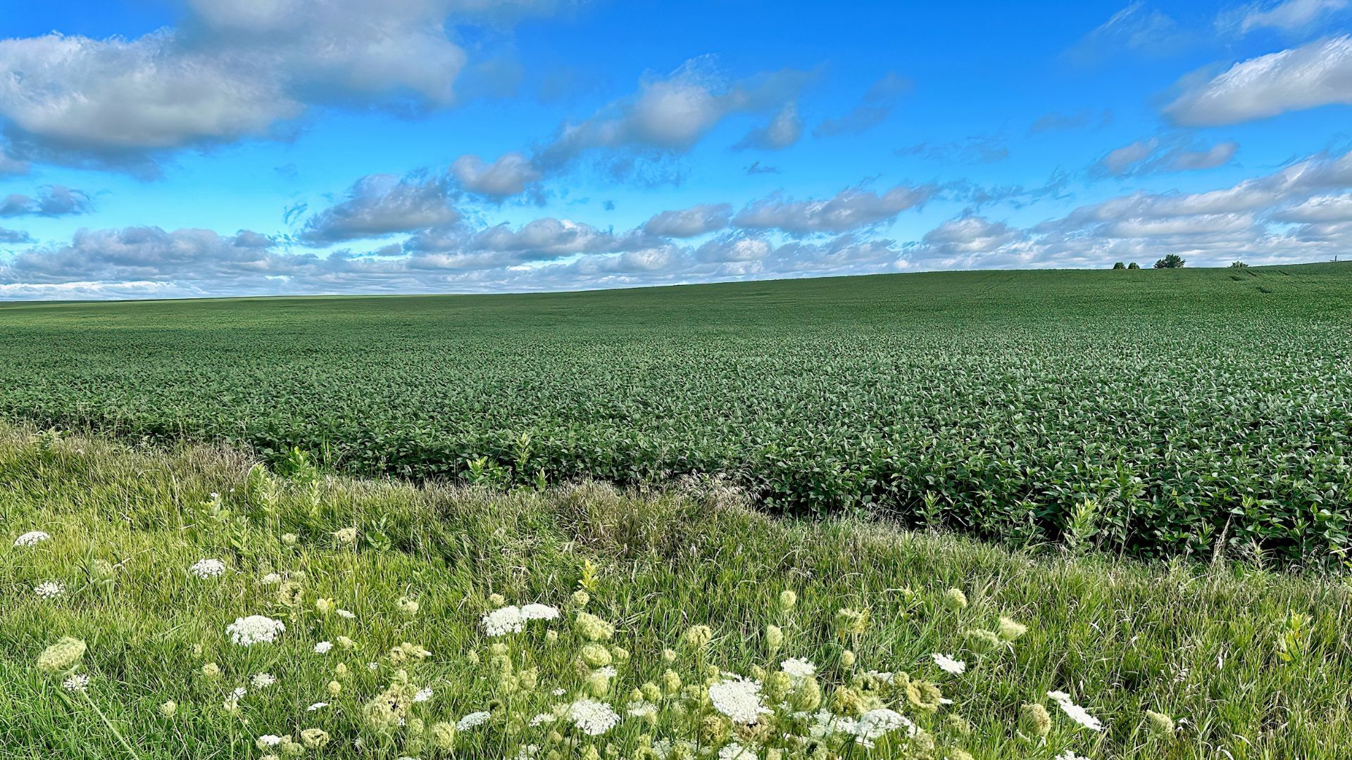 A field of soybean plants in Iowa in the summer