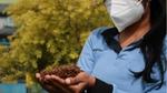 Lady holding spent tea leaves which are used as biofuel for our factories in Sri Lanka