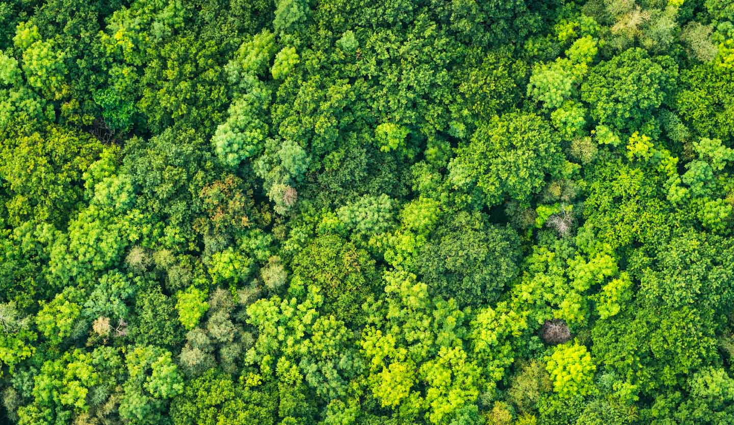 An aerial view of the rainforest featuring lush green trees