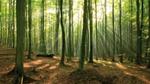 Forest in sunlight
