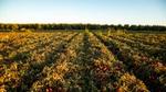 A field of tomato crops in rows.